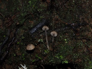  ( - FDS-CA-06657)  @11 [ ] by (2024) Justin Paulin Fungal Diversity Survey
