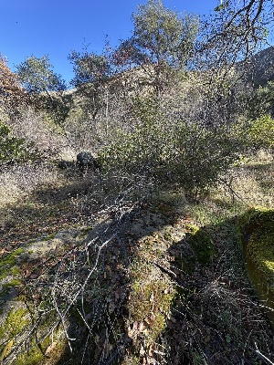  ( - FDS-CA-06510)  @11 [ ] by-nc (2024) Taye Bright Fungal Diversity Survey