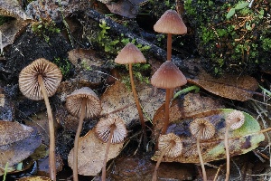  (Mycena californiensis - FDS-CA-06510)  @11 [ ] by-nc (2024) Taye Bright Fungal Diversity Survey
