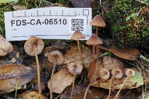  ( - FDS-CA-06510)  @11 [ ] by-nc (2024) Taye Bright Fungal Diversity Survey