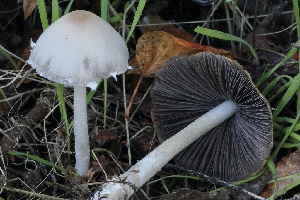  ( - FDS-CA-06516)  @11 [ ] by-nc (2024) Taye Bright Fungal Diversity Survey
