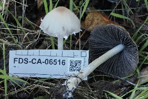  ( - FDS-CA-06516)  @11 [ ] by-nc (2024) Taye Bright Fungal Diversity Survey