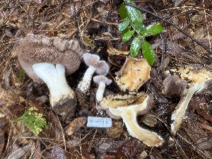  ( - FDS-CA-07459)  @11 [ ] by-nc (2024) Dean Lyons Fungal Diversity Survey