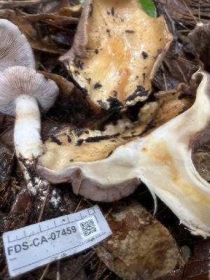  ( - FDS-CA-07459)  @11 [ ] by-nc (2024) Dean Lyons Fungal Diversity Survey