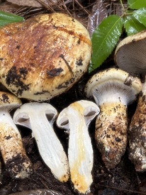  ( - FDS-CA-07500)  @11 [ ] by-nc (2024) Dean Lyons Fungal Diversity Survey
