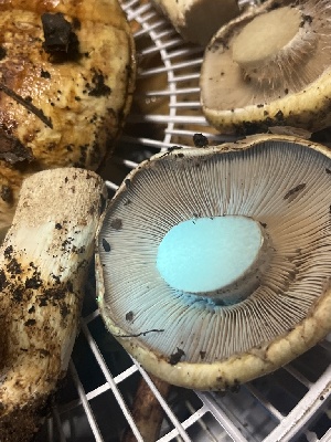  ( - FDS-CA-07500)  @11 [ ] by-nc (2024) Dean Lyons Fungal Diversity Survey
