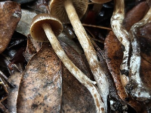  ( - FDS-CA-08110)  @11 [ ] by-nc (2024) Damon Tighe Fungal Diversity Survey