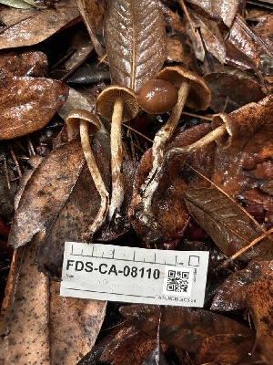  ( - FDS-CA-08110)  @11 [ ] by-nc (2024) Damon Tighe Fungal Diversity Survey