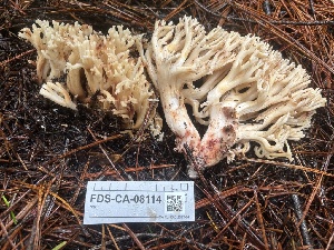  (Ramaria vinosimaculans - FDS-CA-08114)  @11 [ ] by-nc (2024) Damon Tighe Fungal Diversity Survey