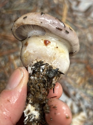  ( - FDS-CA-08116)  @11 [ ] by-nc (2024) Damon Tighe Fungal Diversity Survey