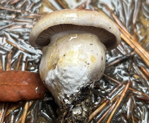  ( - FDS-CA-08116)  @11 [ ] by-nc (2024) Damon Tighe Fungal Diversity Survey