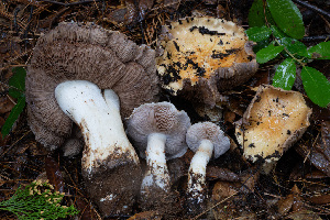  ( - FDS-CA-07459)  @11 [ ] by-nc (2024) Dean Lyons Fungal Diversity Survey