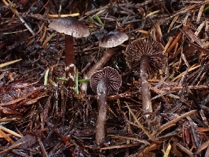  ( - FDS-CA-08033)  @11 [ ] by (2024) Mandy Hackney Fungal Diversity Survey