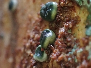  ( - FDS-CA-08074)  @11 [ ] by (2024) Mandy Hackney Fungal Diversity Survey