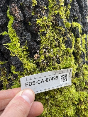  ( - FDS-CA-07499)  @11 [ ] by-nc (2024) Dean Lyons Fungal Diversity Survey