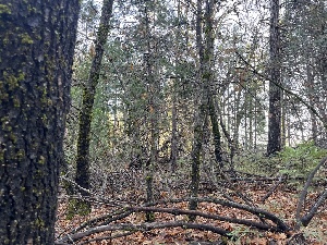  ( - FDS-CA-07499)  @11 [ ] by-nc (2024) Dean Lyons Fungal Diversity Survey
