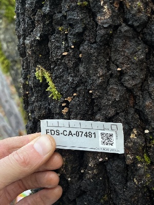  ( - FDS-CA-07481)  @11 [ ] by-nc (2024) Dean Lyons Fungal Diversity Survey