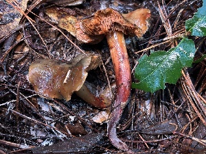  ( - FDS-CA-08121)  @11 [ ] by-nc (2024) Damon Tighe Fungal Diversity Survey