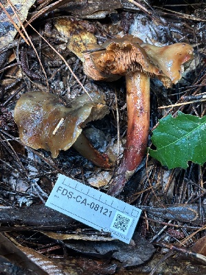 ( - FDS-CA-08121)  @11 [ ] by-nc (2024) Damon Tighe Fungal Diversity Survey