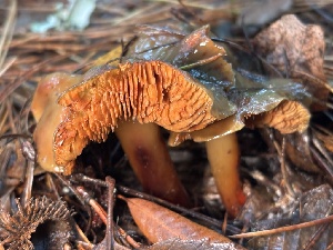  ( - FDS-CA-08121)  @11 [ ] by-nc (2024) Damon Tighe Fungal Diversity Survey