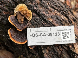  ( - FDS-CA-08123)  @11 [ ] by-nc (2024) Damon Tighe Fungal Diversity Survey