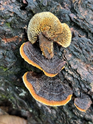  ( - FDS-CA-08123)  @11 [ ] by-nc (2024) Damon Tighe Fungal Diversity Survey