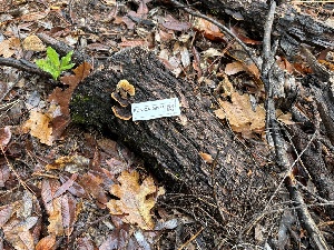  ( - FDS-CA-08123)  @11 [ ] by-nc (2024) Damon Tighe Fungal Diversity Survey