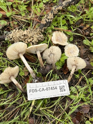  ( - FDS-CA-07454)  @11 [ ] by-nc (2024) Dean Lyons Fungal Diversity Survey