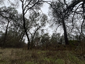  ( - FDS-CA-07454)  @11 [ ] by-nc (2024) Dean Lyons Fungal Diversity Survey