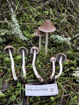  ( - FDS-CA-07402)  @11 [ ] by-nc (2024) Dean Lyons Fungal Diversity Survey