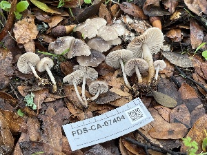  ( - FDS-CA-07404)  @11 [ ] by-nc (2024) Dean Lyons Fungal Diversity Survey