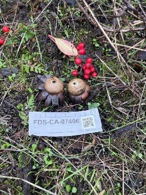  ( - FDS-CA-07406)  @11 [ ] by-nc (2024) Dean Lyons Fungal Diversity Survey