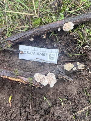 ( - FDS-CA-07407)  @11 [ ] by-nc (2024) Dean Lyons Fungal Diversity Survey