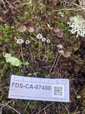  ( - FDS-CA-07408)  @11 [ ] by-nc (2024) Dean Lyons Fungal Diversity Survey