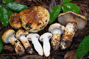  (Cortinarius ponderosus - FDS-CA-07500)  @11 [ ] by-nc (2024) Dean Lyons Fungal Diversity Survey