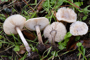  ( - FDS-CA-07454)  @11 [ ] by-nc (2024) Dean Lyons Fungal Diversity Survey