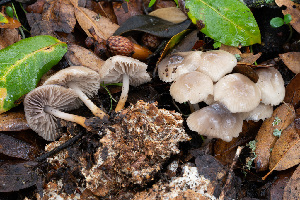  ( - FDS-CA-07404)  @11 [ ] by-nc (2024) Dean Lyons Fungal Diversity Survey