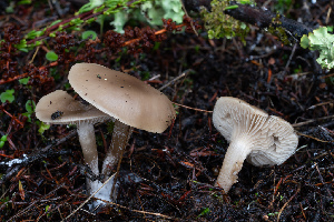  ( - FDS-CA-07405)  @11 [ ] by-nc (2024) Dean Lyons Fungal Diversity Survey