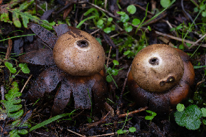  (Geastrum sp. CA05 - FDS-CA-07406)  @11 [ ] by-nc (2024) Dean Lyons Fungal Diversity Survey