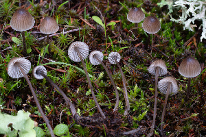  (Mycena sp. leptocephala-CA01 - FDS-CA-07408)  @11 [ ] by-nc (2024) Dean Lyons Fungal Diversity Survey