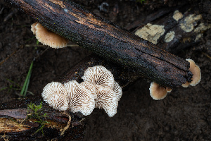  (Lentinellus sp. CA02 - FDS-CA-07407)  @11 [ ] by-nc (2024) Dean Lyons Fungal Diversity Survey