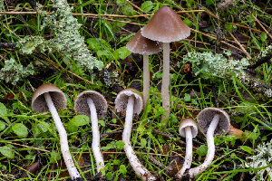  ( - FDS-CA-07402)  @11 [ ] by-nc (2024) Dean Lyons Fungal Diversity Survey
