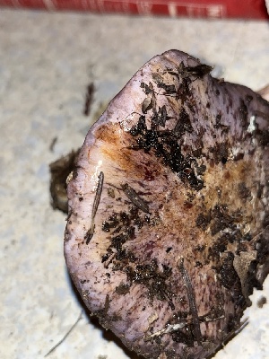  ( - FDS-CA-07498)  @11 [ ] by-nc (2024) Dean Lyons Fungal Diversity Survey