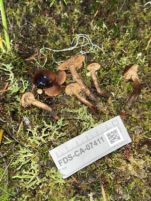  ( - FDS-CA-07411)  @11 [ ] by-nc (2024) Dean Lyons Fungal Diversity Survey