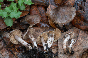  (Cortinarius sp. CA71 - FDS-CA-07410)  @11 [ ] by-nc (2024) Dean Lyons Fungal Diversity Survey