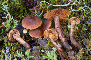  (Cortinarius sp. CA64 - FDS-CA-07411)  @11 [ ] by-nc (2024) Dean Lyons Fungal Diversity Survey