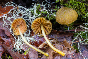  (Pluteus sp. rugosidiscus-CA01 - FDS-CA-07409)  @11 [ ] by-nc (2024) Dean Lyons Fungal Diversity Survey