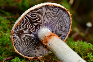  ( - HAY-F-001059)  @11 [ ] by-nc (2023) Christian Schwarz Fungal Diversity Survey