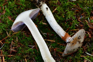  ( - HAY-F-001059)  @11 [ ] by-nc (2023) Christian Schwarz Fungal Diversity Survey