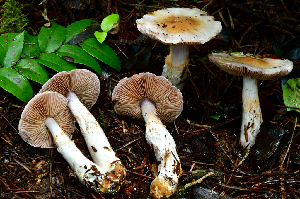  (Cortinarius oregonensis - HAY-F-001063)  @11 [ ] by-nc (2023) Christian Schwarz Fungal Diversity Survey